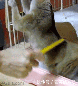 挠痒痒也能如此销魂