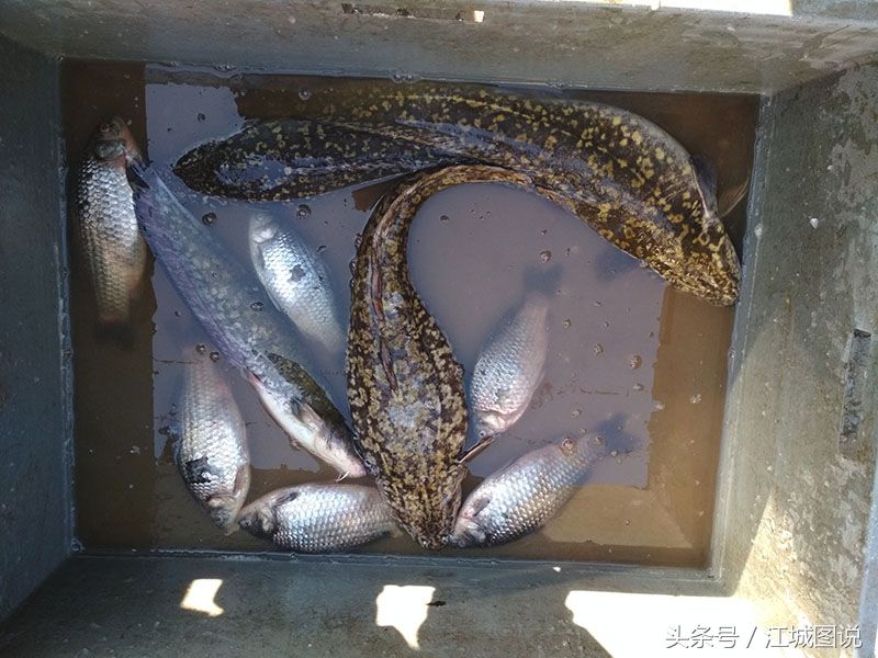 这是稀有淡水鱼,来源于松花江的江鳕鱼,你见过么?