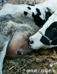 看把你得瑟的,这么皮