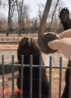 搞笑gif:一块饼干而已,至于哭得像个两百多斤的孩子吗