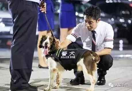 一眼看去,这或许只是一只普普通通的史宾格犬,然而当它穿上警犬的制服