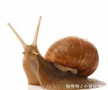 动物界的牙齿异事你知道几个?奇闻有25000颗蜗牛!章鱼干眉豆排骨汤图片