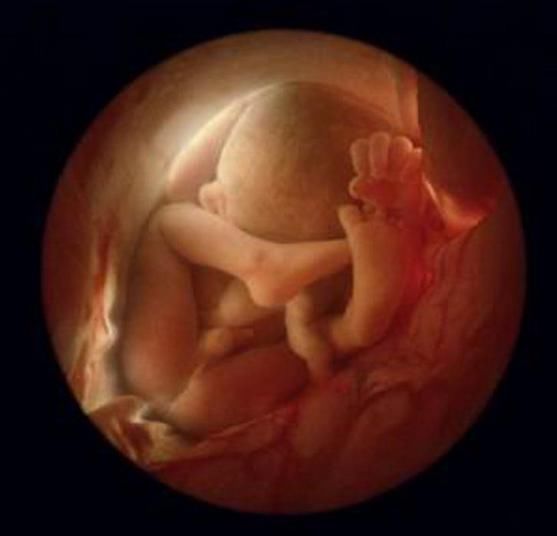 孕晚期,胎儿胆子最小!你家宝宝胆子大吗?