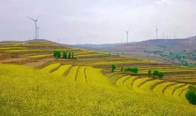 甘肃会宁大墩梁油菜花美翻了