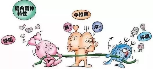 饮食不当,小心你的肠道被细菌吃掉