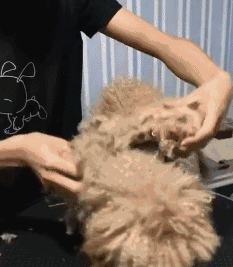 搞笑gif图片笑话段子:说我人太帅,相亲是借口