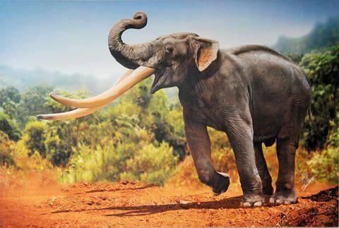 5种长相逆天的大象:长得像闹着玩儿,可惜已灭绝