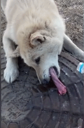 壁纸 动物 狗 狗狗 274_419 竖版 竖屏 手机 gif 动态图 动图