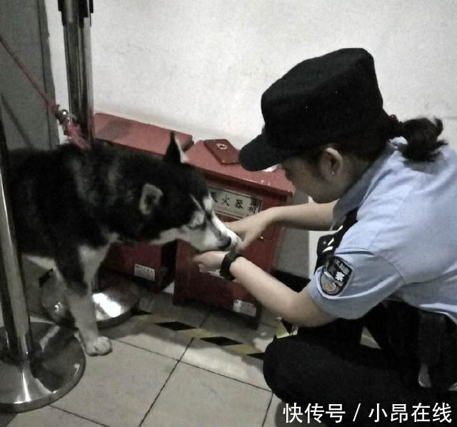 警察叔叔好心收养二哈,结果二哈蹭吃蹭喝还拆家,不愧是你哈哥!