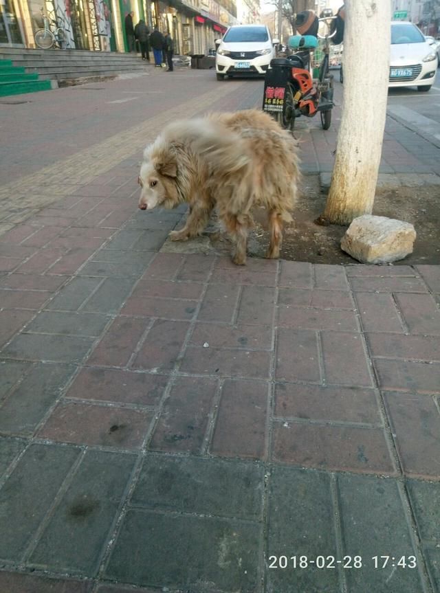 现在连边牧都出来流浪了,很亲人但不跟人走,可能在找主人