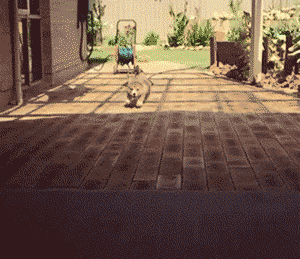 爆笑gif图 享受臀部的撞击吧