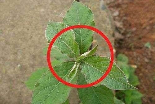 地里一草竟是慢性咽炎的良药,七天根断,十天止咳,咽炎没再复发