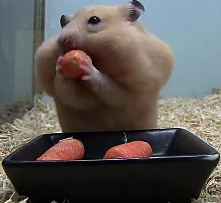 用纸箱给小仓鼠做窝_纸箱制作仓鼠窝_用纸箱做仓鼠房子图解_纸箱做仓鼠屋 