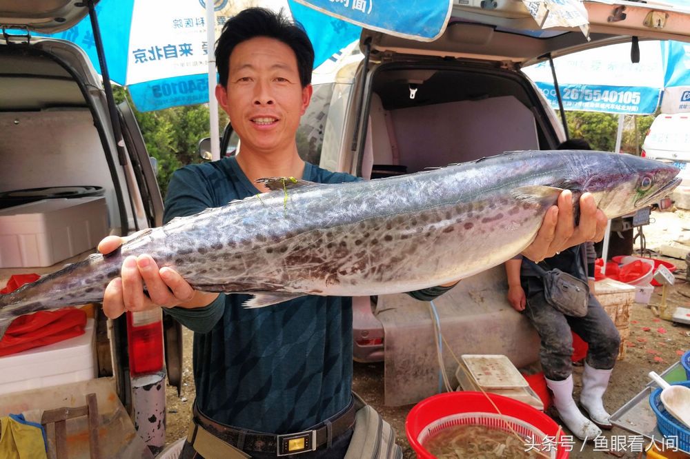 青岛送完丈人鲅鱼后 大鲅鱼价格应声落地 40多元降到25 接近腰斩