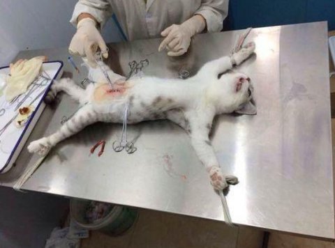 小希萌宠:给猫咪做了绝育手术后,猫咪的表情萌翻了!