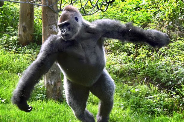 英国大猩猩爱耍宝 动物园里上演芭蕾舞秀