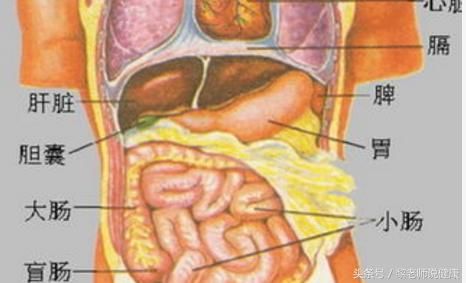 肝功能一旦失调了,胆囊自然吃亏,肝脏分泌的胆汁是储存在胆囊中,人体