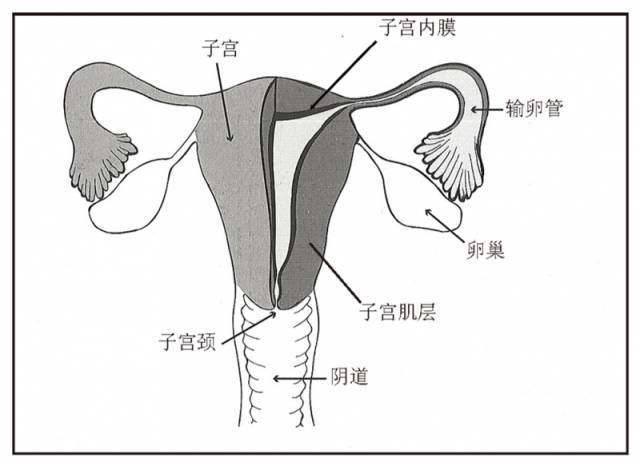 子宫内膜异位症到底是怎么回事?