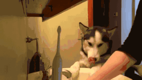 二哈:这个牙膏好像是鸡肉味的,主人我可以再吃一点吗?