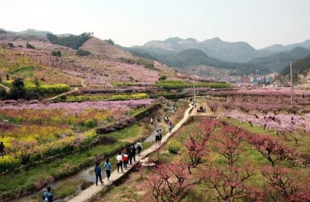 上溪十里桃花坞赏图片来自义乌农林