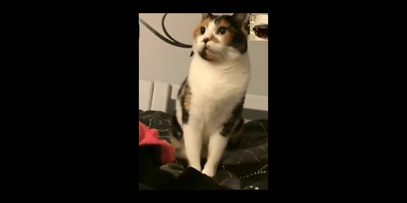 搞笑gif:这种婚礼整人新玩法你见过吗?接受得了吗