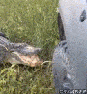 被一只鳄鱼撕破了脸,我不要面子的啊?