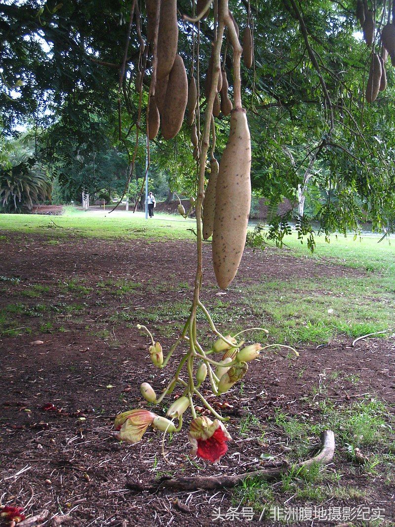 您听说过非洲香肠树?一根就可以吃个饱,有它还去种地?