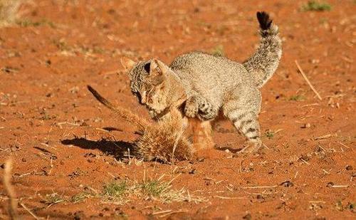 非洲野猫猎杀獴哥, 家族看着无一敢向前!