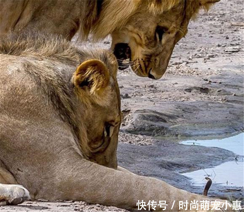 狮子偶遇幼小眼镜蛇,对其张牙舞爪进行恐吓,最后连狮子都懵圈了