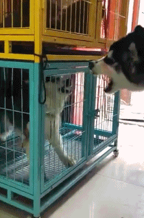 搞笑gif:最怕空气突然安静了,好好吵个架都不行