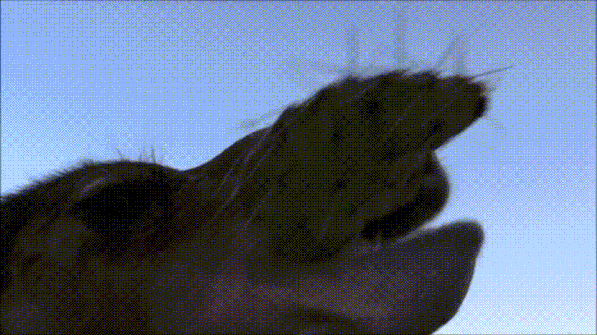 11岁骆驼空口咀嚼仙人掌,带刺吃,不剥皮,网友:讲究