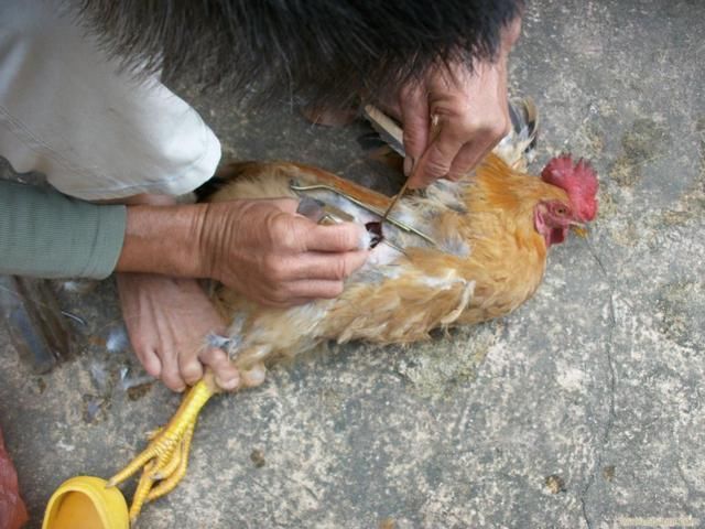 大公鸡啄人抢食,阉鸡匠5快钱一只解决,阉鸡的场面有人见过吗?