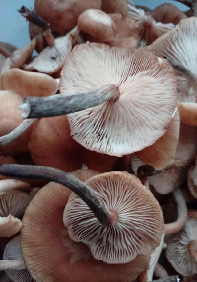 包谷菌