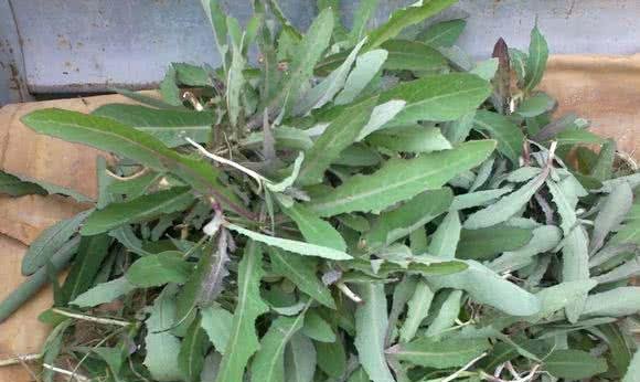 有3种野菜一定要趁早挖,图6老农称为小人参