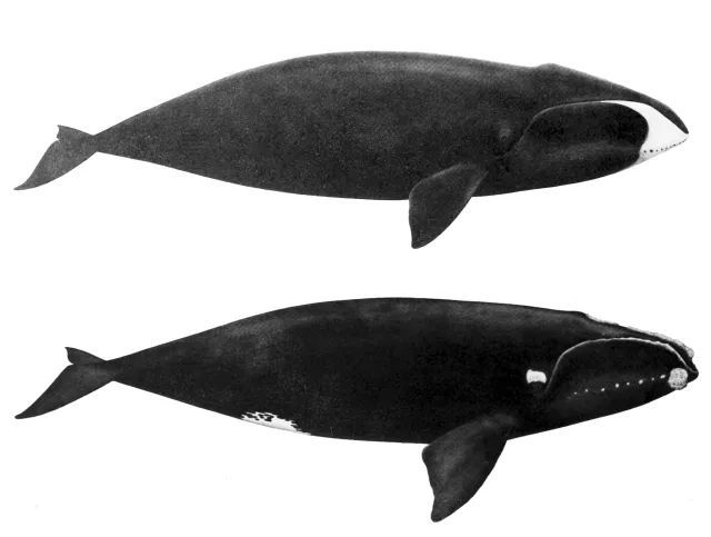 弓头鲸(上)和北大西洋露脊鲸eubalaena glacialis(下)的外形.