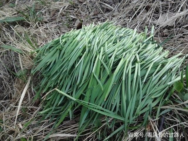 野韭菜