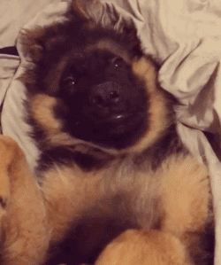 德牧的生活,真让我家的二哈羡慕呀