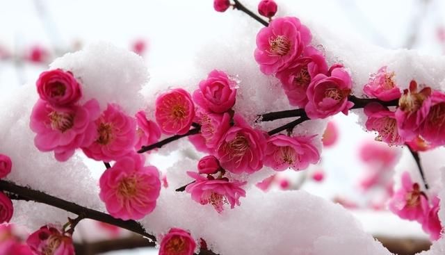冬雪,唯美,好冷,想你