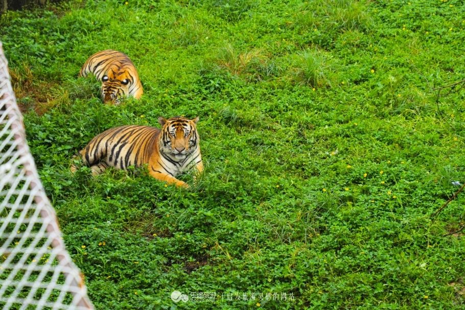 散养的老虎,这里生活的老虎都是族群的,几只组成一个家庭霸占一片领地