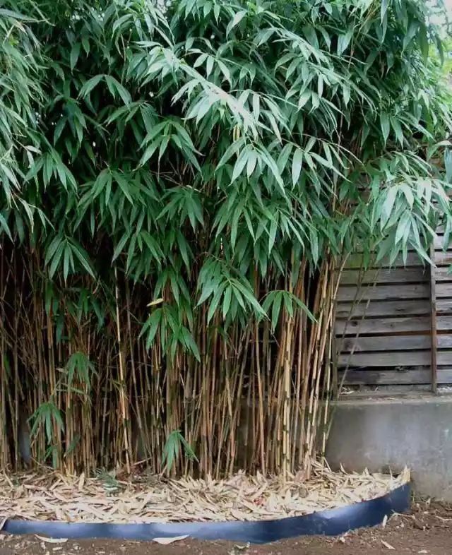 观赏竹
