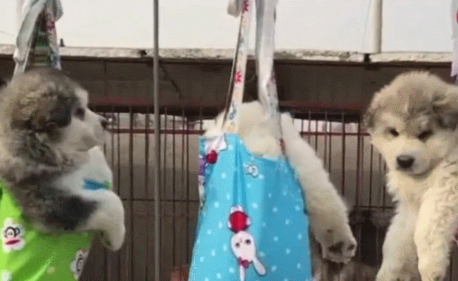 小狗被吊起晒太阳,狗妈急的转来转去,主人却很开心!