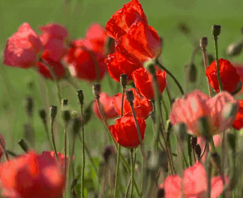 太美太漂亮了!忍不住送给你!