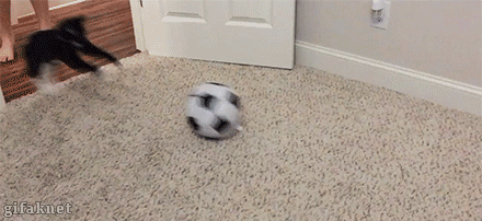 搞笑gif:这一看就是刹不住车了