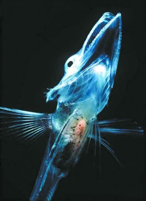 蓝环章鱼人_抓到蓝环章鱼的楼主_蓝环章鱼被当宠物卖