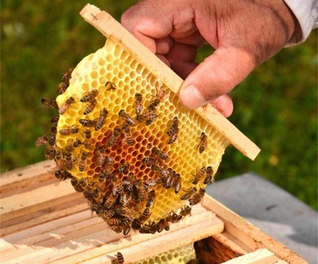 蜜蜂养殖技术|越冬关王的思考