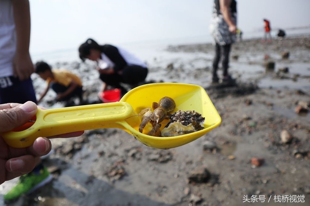 青岛人乐享赶海度长假,带上孩子来沧口海滩抓螃蟹挖蛤蜊玩乐吧!