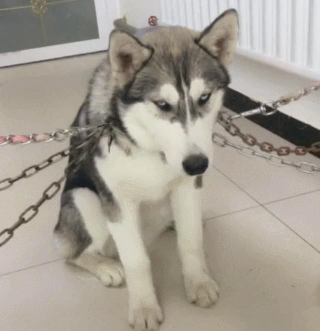 你们家的哈士奇拆家吗