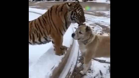 老虎:亲爱的,我亲你,你感动吗?狗:你说我tm敢动吗?