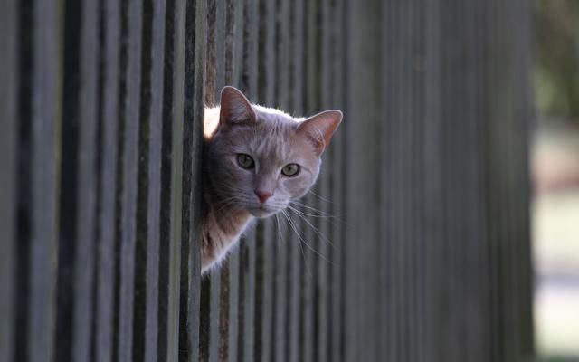 猫疼猫日常.