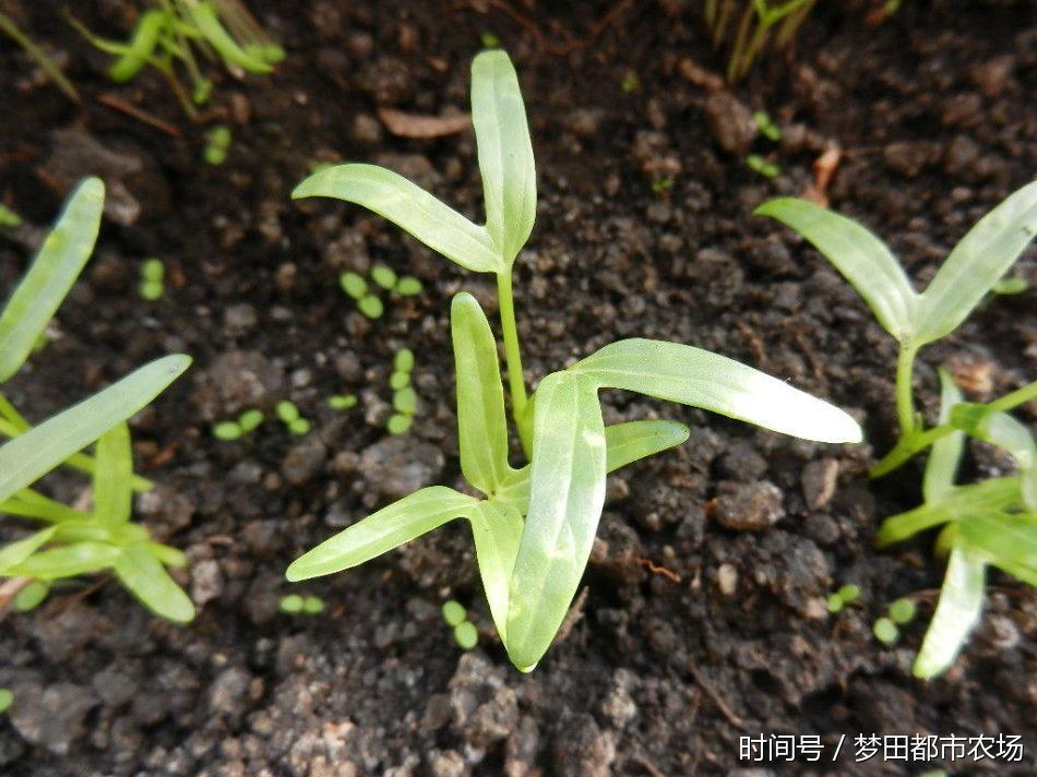 阳台种菜|在家这样种植空心菜,易种易活!